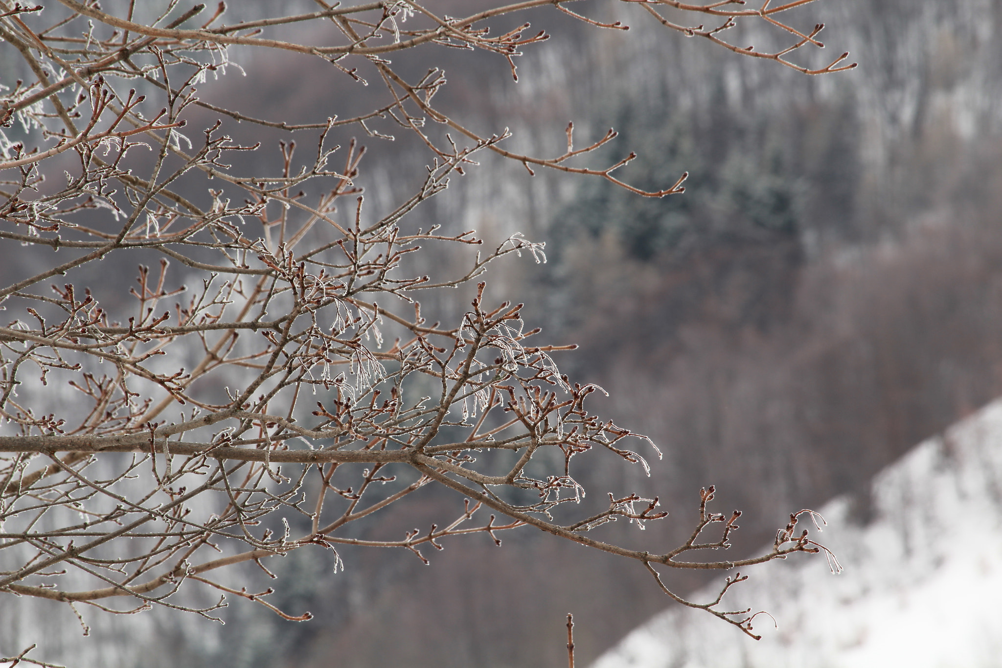 Canon EOS 1200D (EOS Rebel T5 / EOS Kiss X70 / EOS Hi) + Canon EF-S 55-250mm F4-5.6 IS STM sample photo. Frozen branches photography