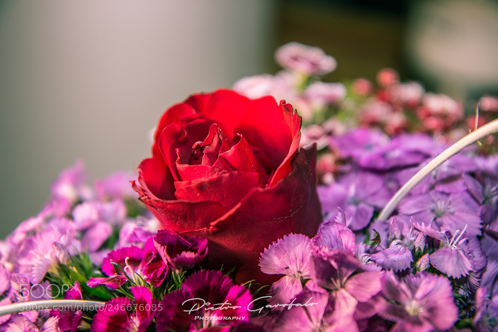 Canon EOS 60D sample photo. Fiorisanvalentino photography