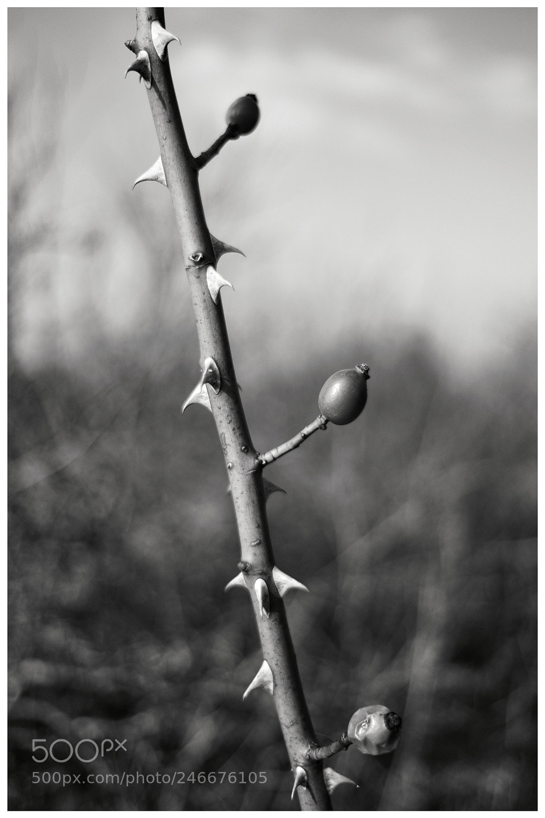 Fujifilm X-T20 sample photo. 'spiky fruit' photography