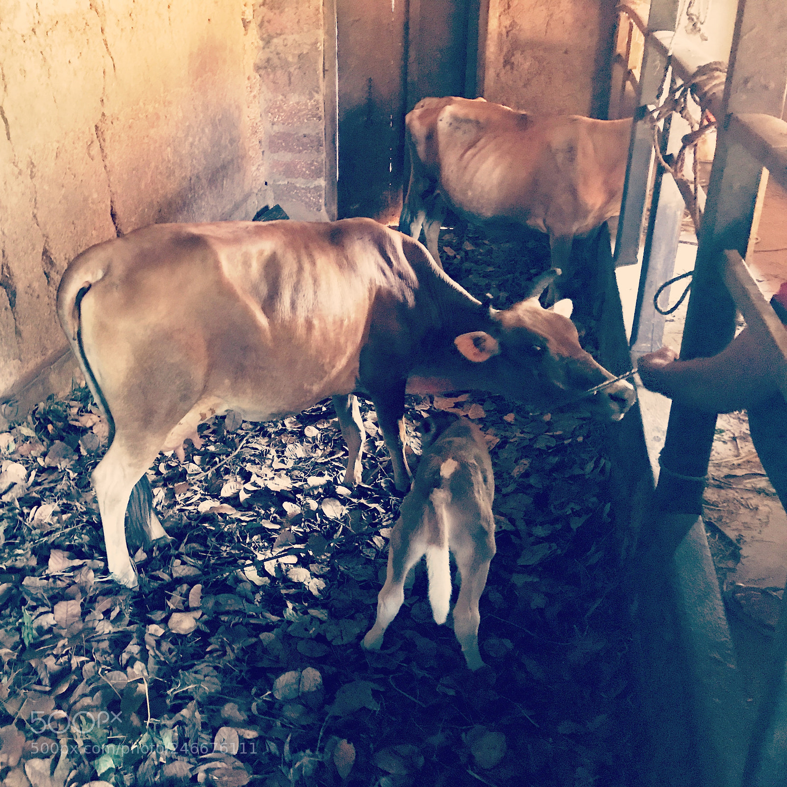 Apple iPhone 7 sample photo. Cows shelter  in indian photography