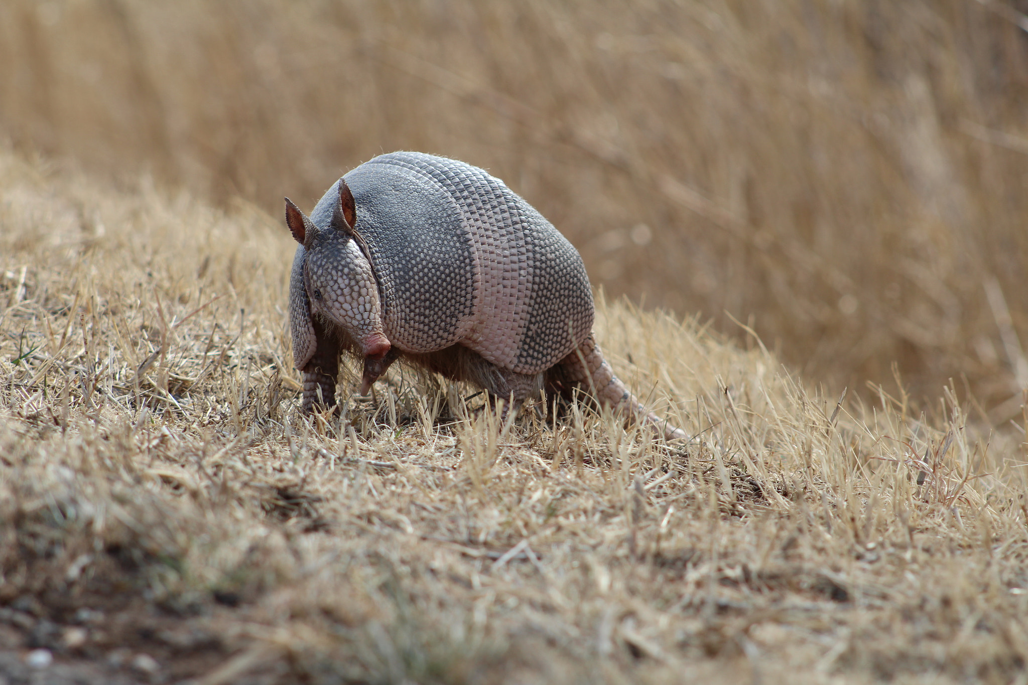 Canon EOS 1300D (EOS Rebel T6 / EOS Kiss X80) + EF75-300mm f/4-5.6 sample photo. My first armadillo photography