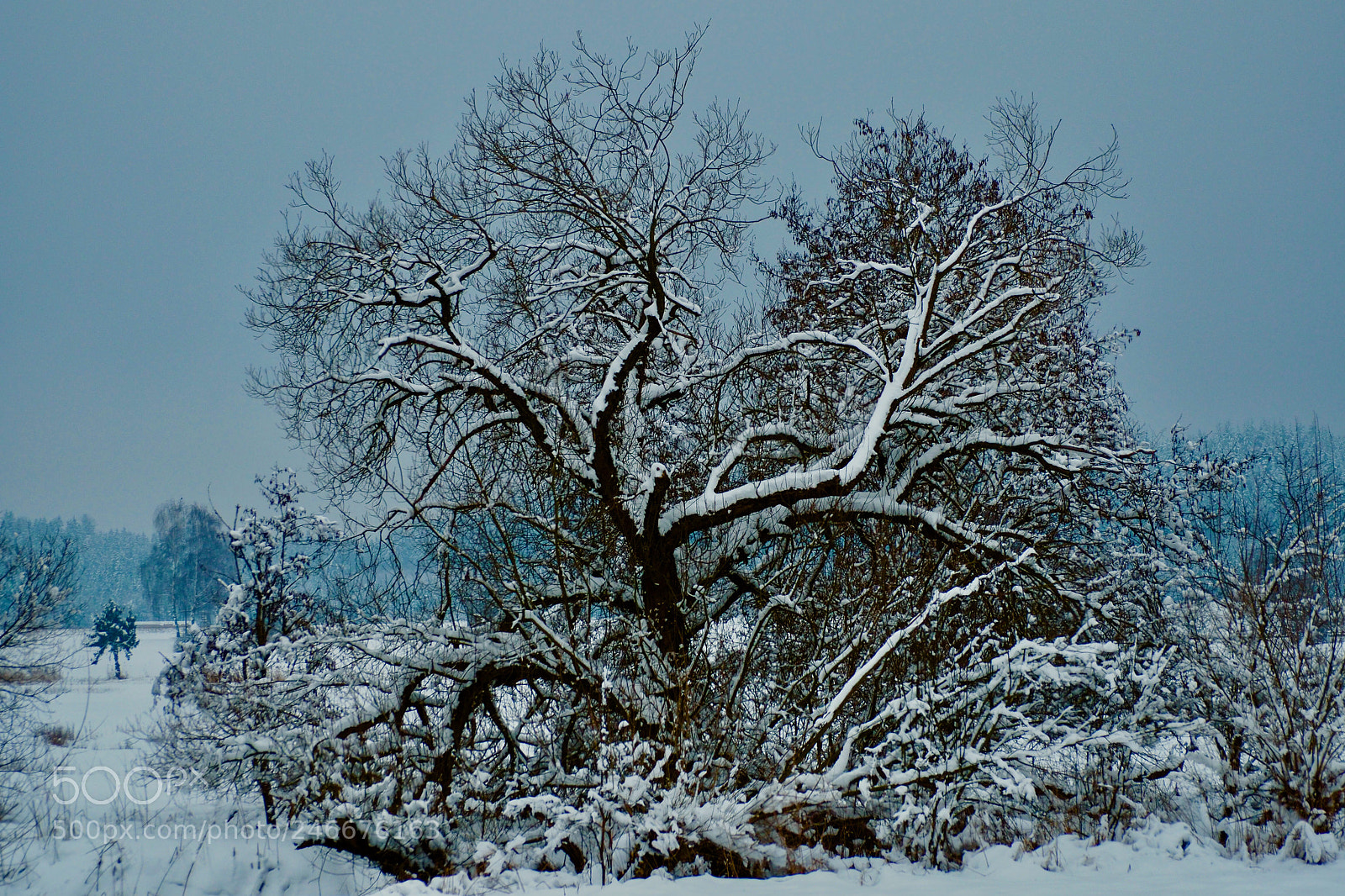 Olympus OM-D E-M5 II sample photo. Tree of winter photography