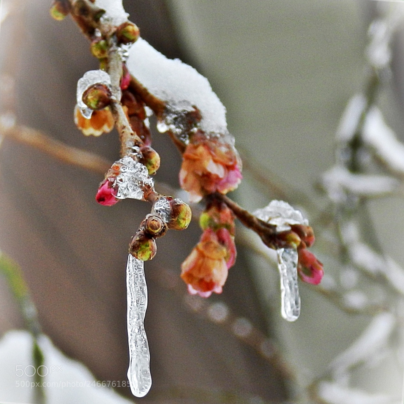 Nikon Coolpix P500 sample photo. Cherry blossom and ice photography