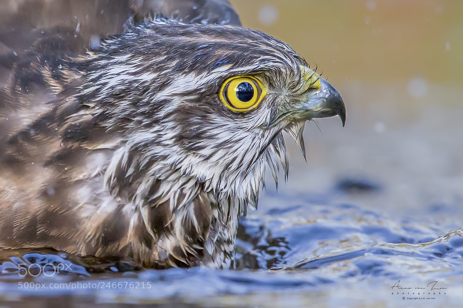 Canon EOS-1D X sample photo. Bath-time... photography