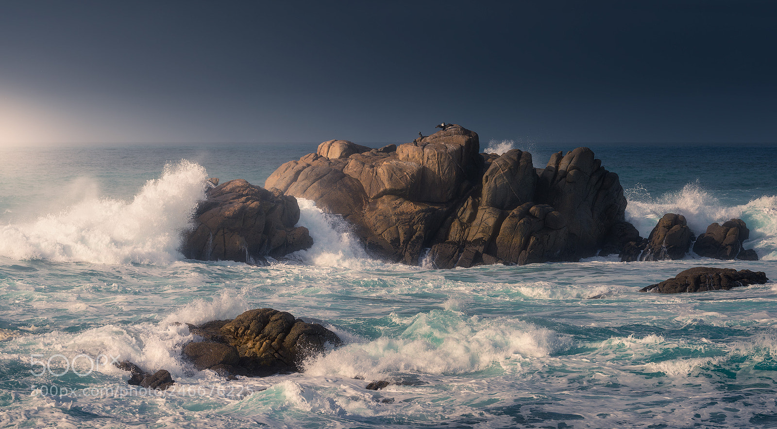 Nikon D810 sample photo. Cormoranes al sol photography