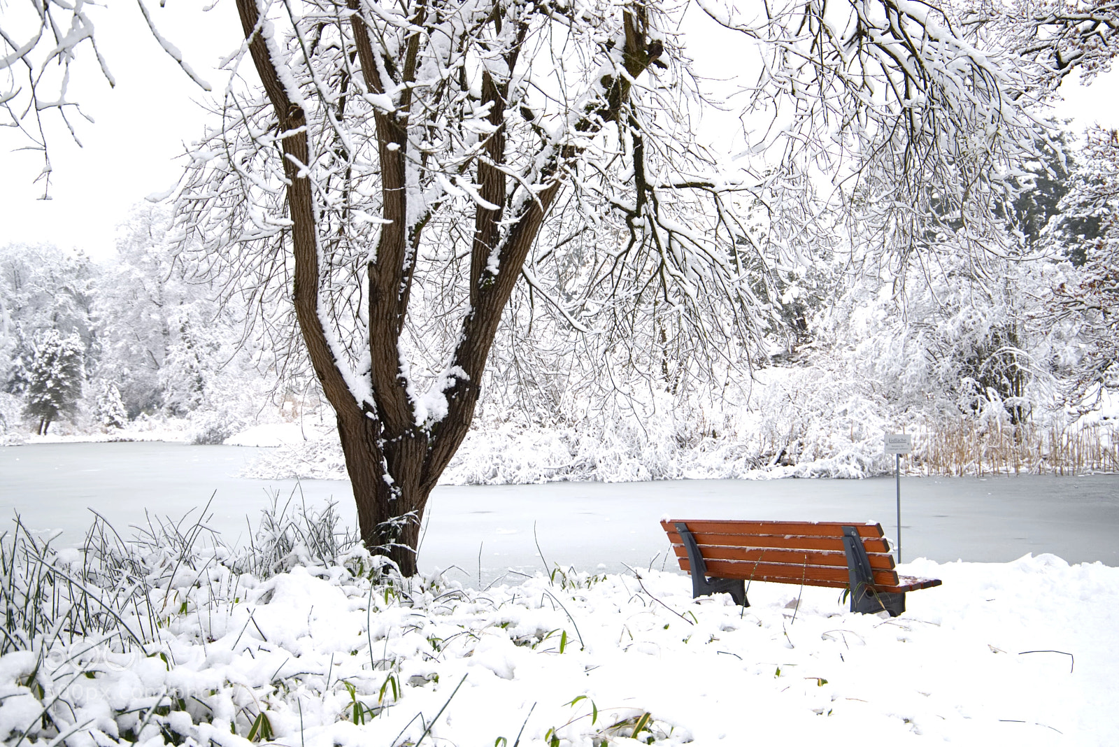 Canon EOS 6D Mark II sample photo. Frost photography