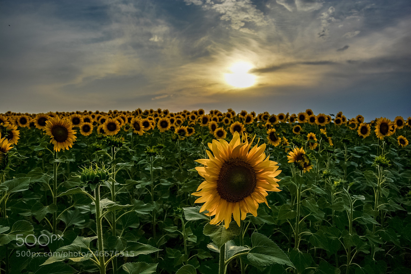 Nikon D7100 sample photo. Sunflowerss photography
