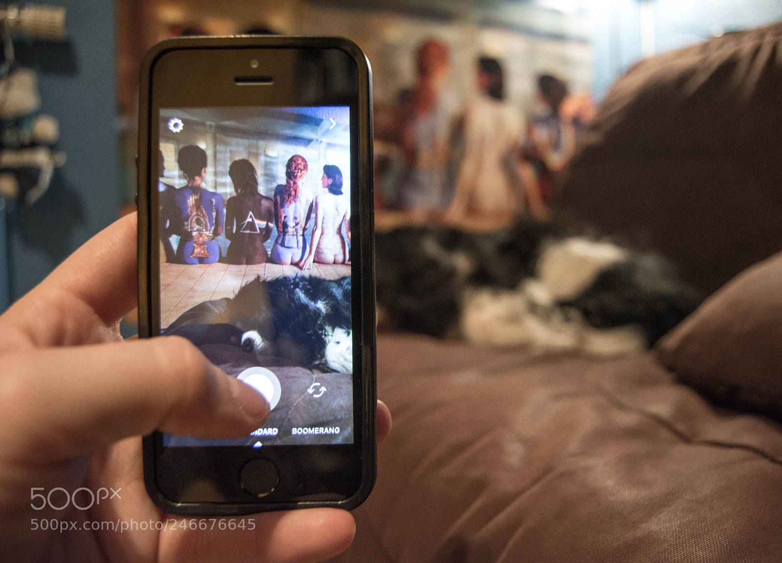 Nikon D5200 sample photo. Sleepin dog photography
