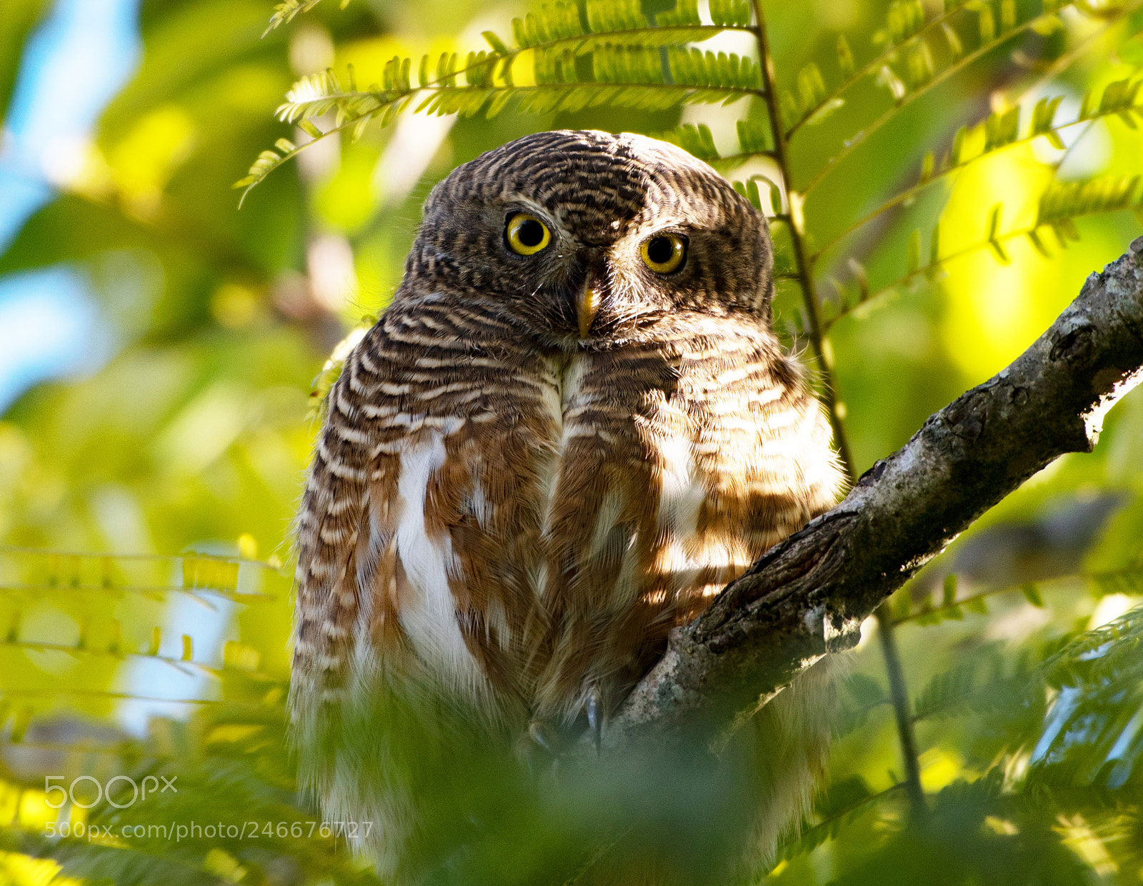 Nikon D500 sample photo. Owlet athene brama photography