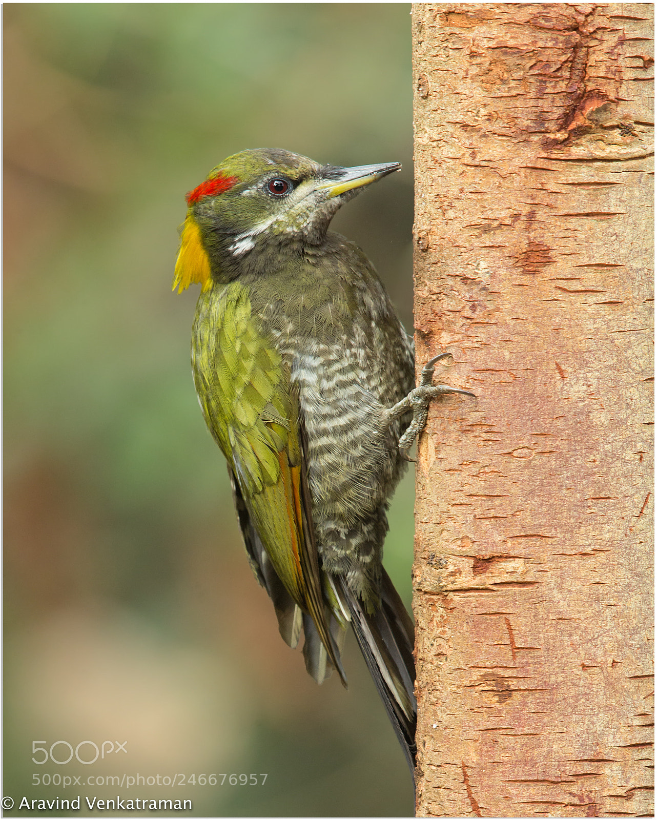 Canon EOS-1D X sample photo. Lesser yellownape woopecker photography