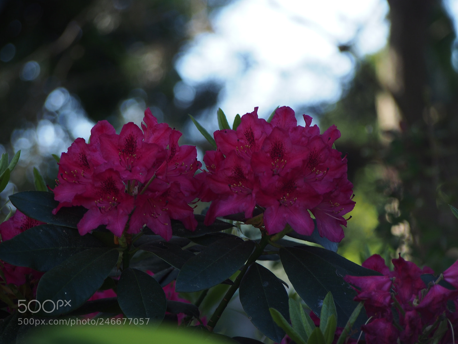 Olympus PEN E-PL5 sample photo. Rhododendron with red flowers photography