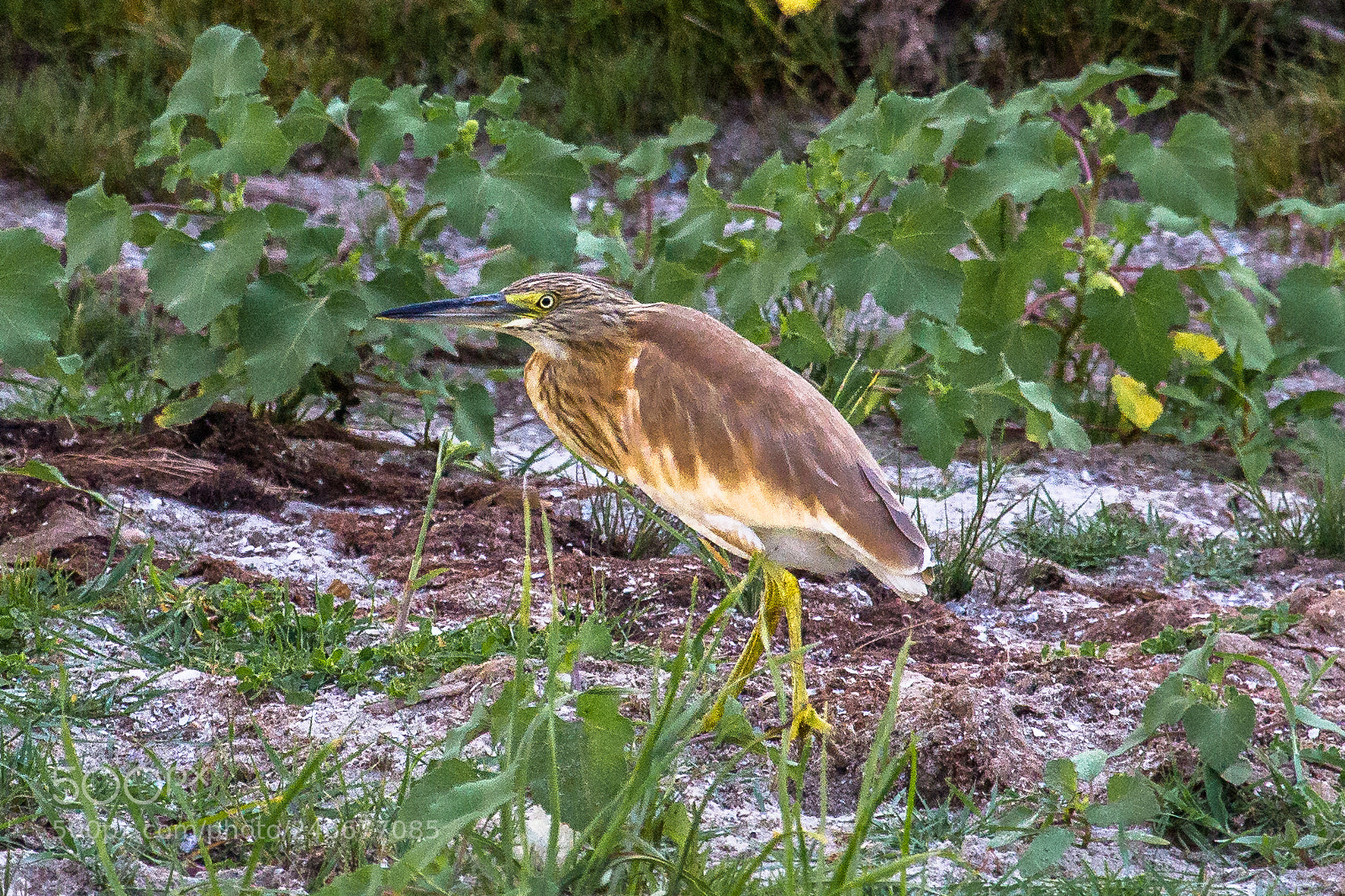 Canon EOS 60D sample photo. Squacco heron photography