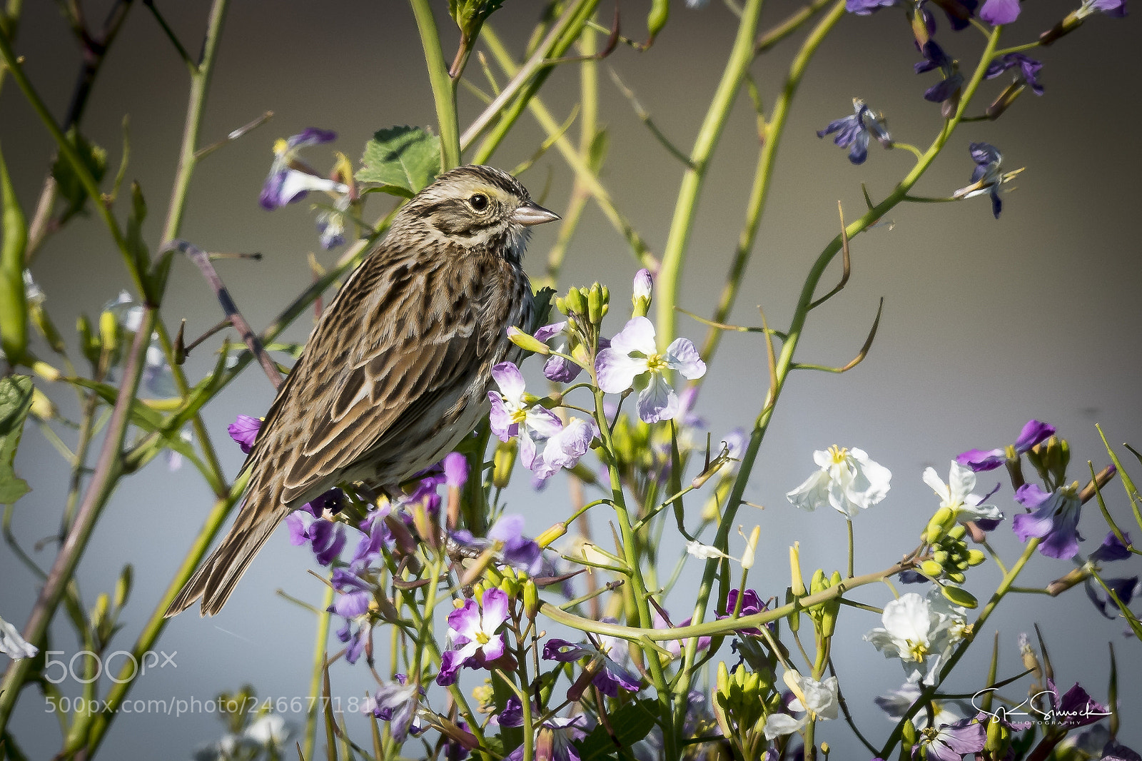 Nikon D850 sample photo. Savannah sparrow photography