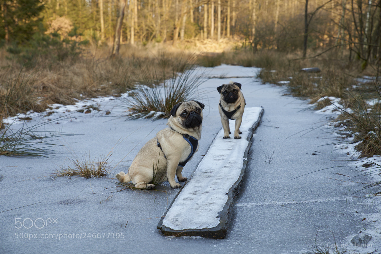 Sony SLT-A99V sample photo. Pugs on ice photography