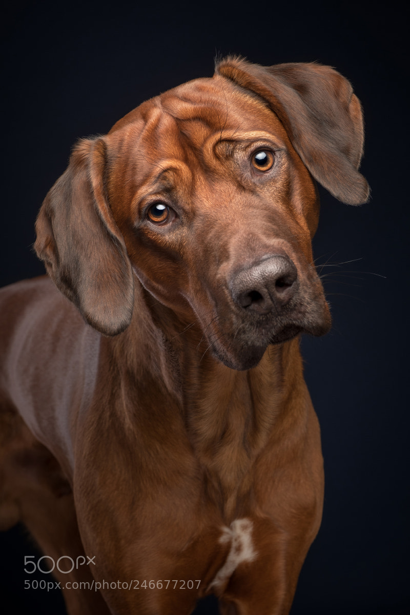 Fujifilm X-T2 sample photo. Ridgeback wrinkleface photography