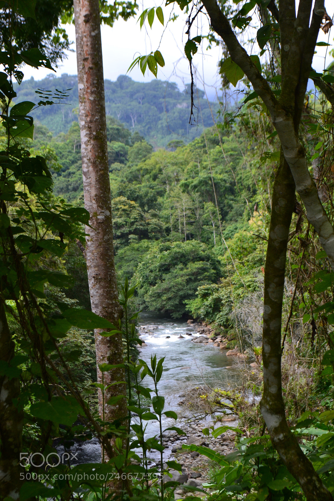 Nikon D3100 sample photo. Jungle river photography