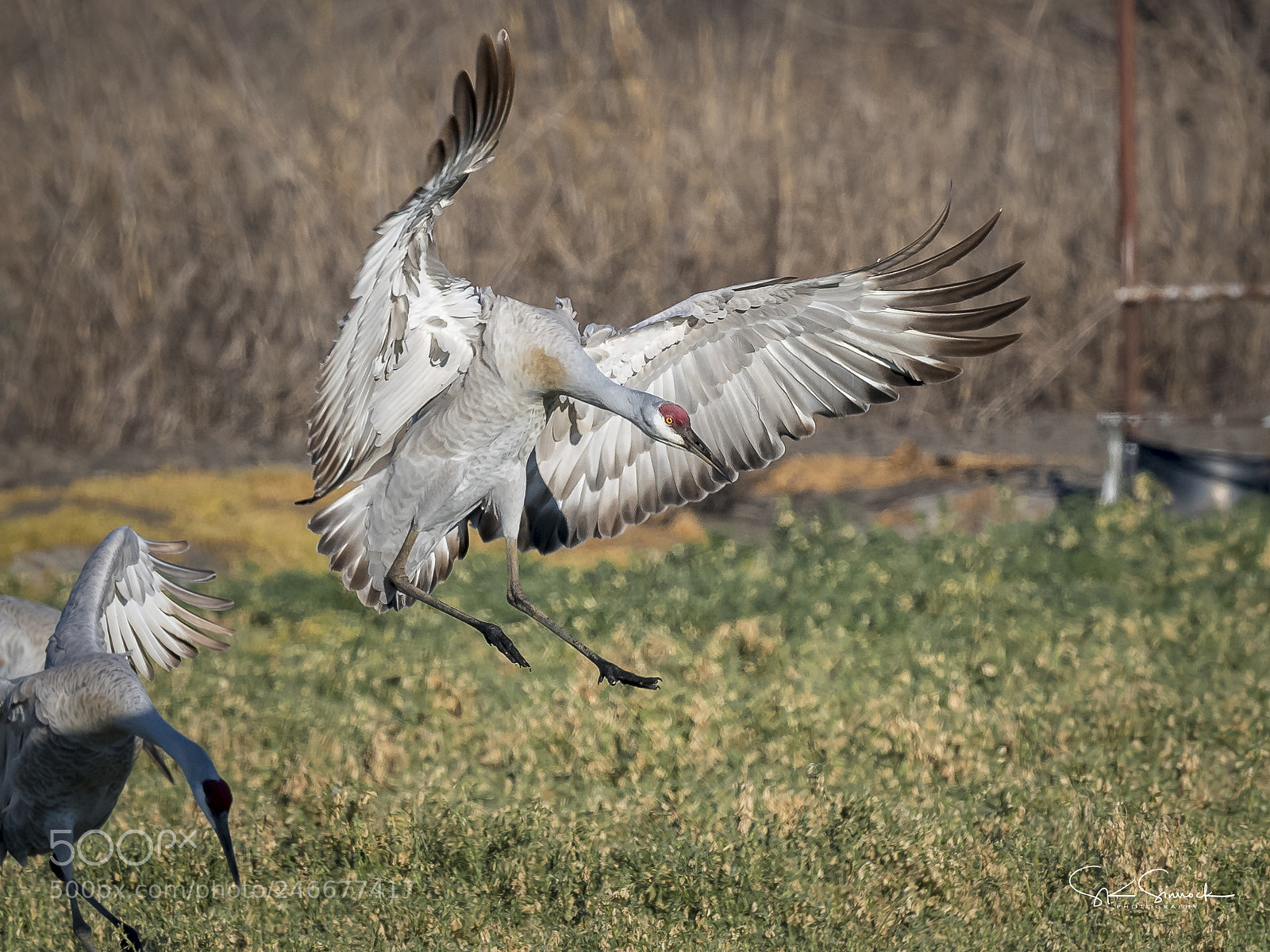Nikon D850 sample photo. Sandhill crane photography