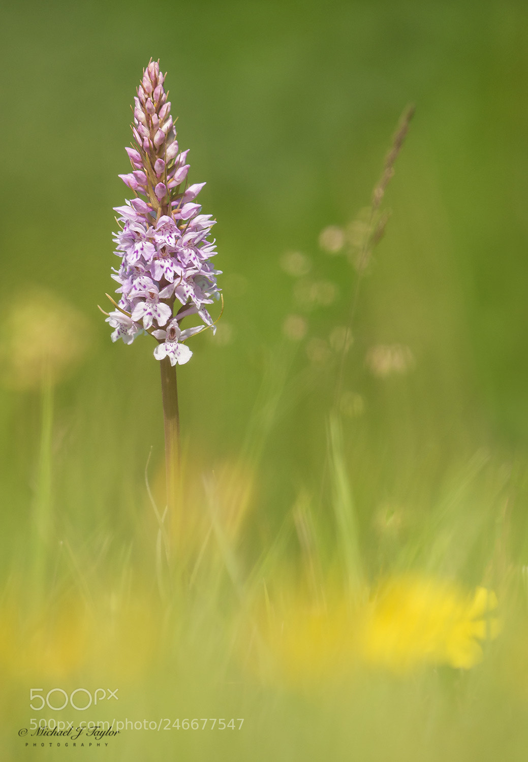 Panasonic Lumix DMC-GX7 sample photo. Spring meadow... photography