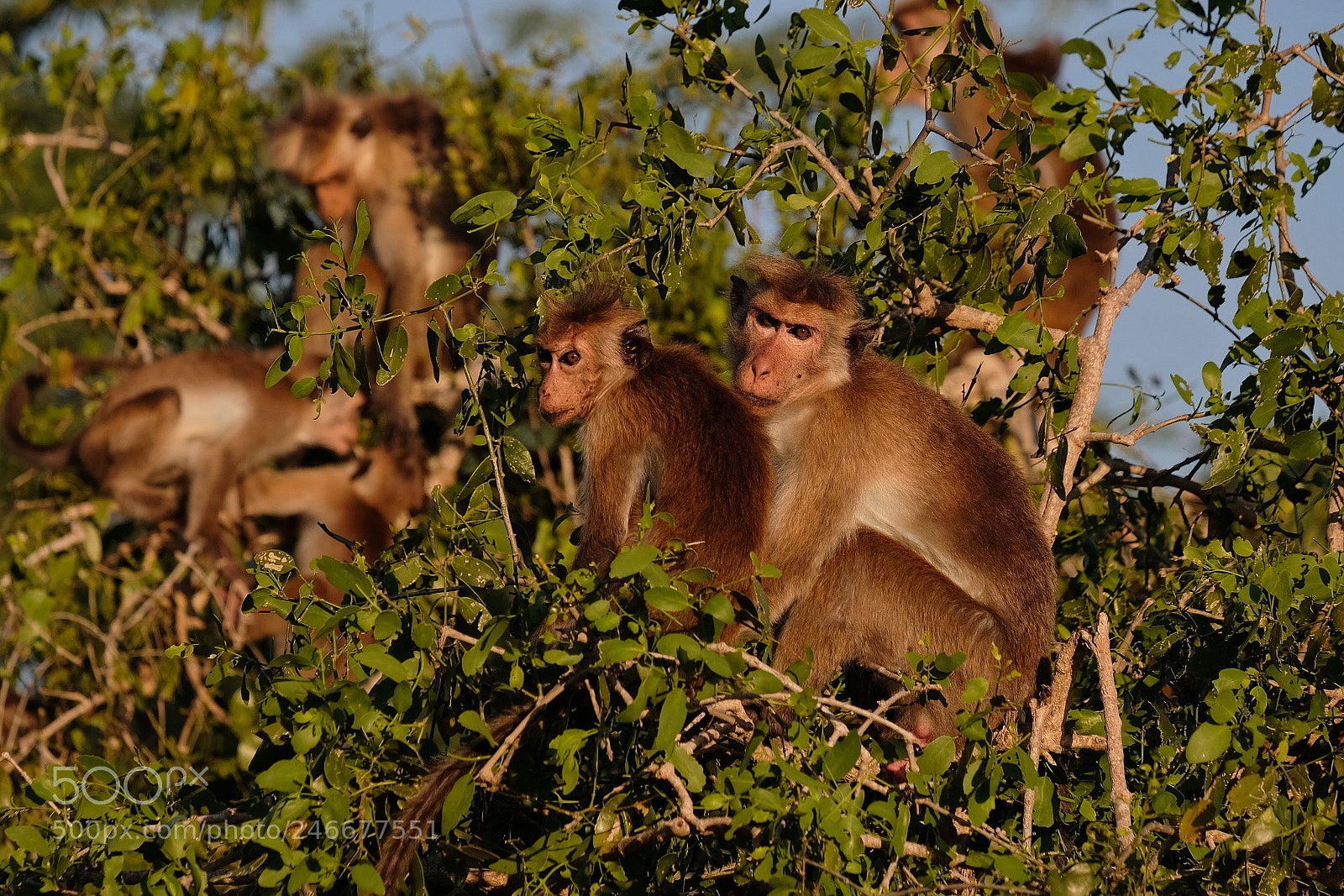 Fujifilm X-Pro2 sample photo. Monkey business photography