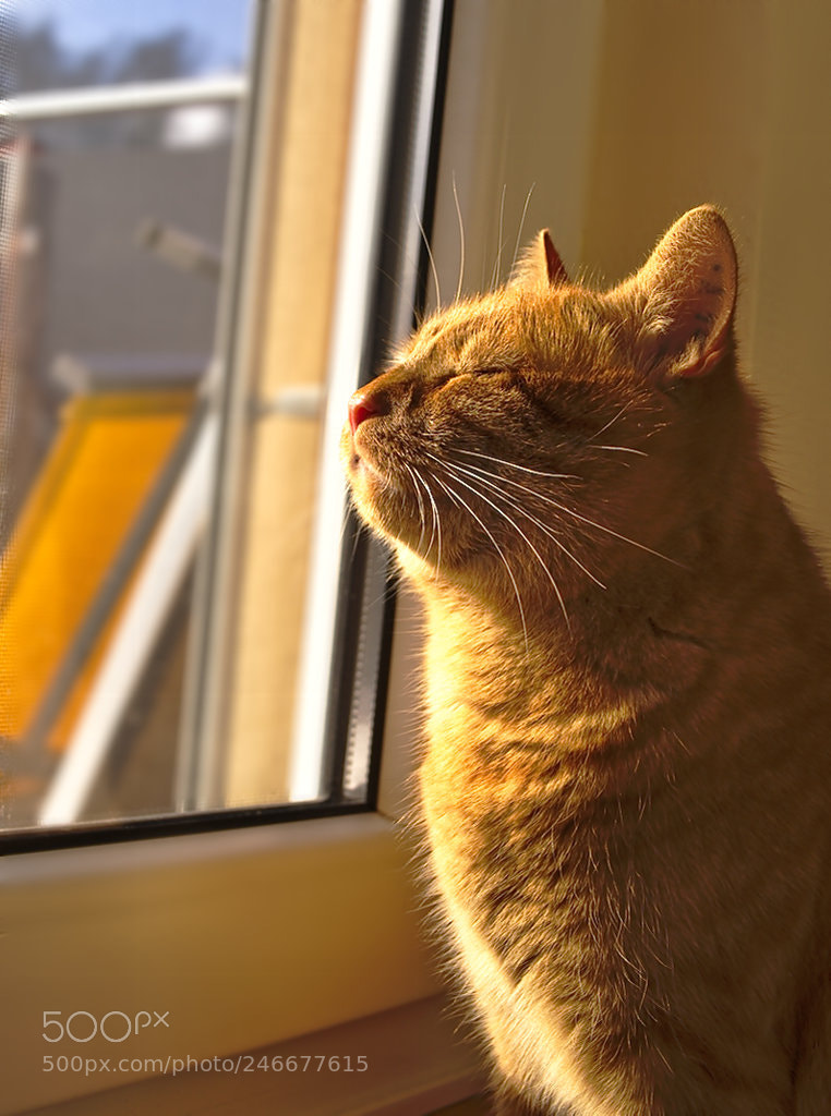 Olympus OM-D E-M10 II sample photo. Sonnenbad photography