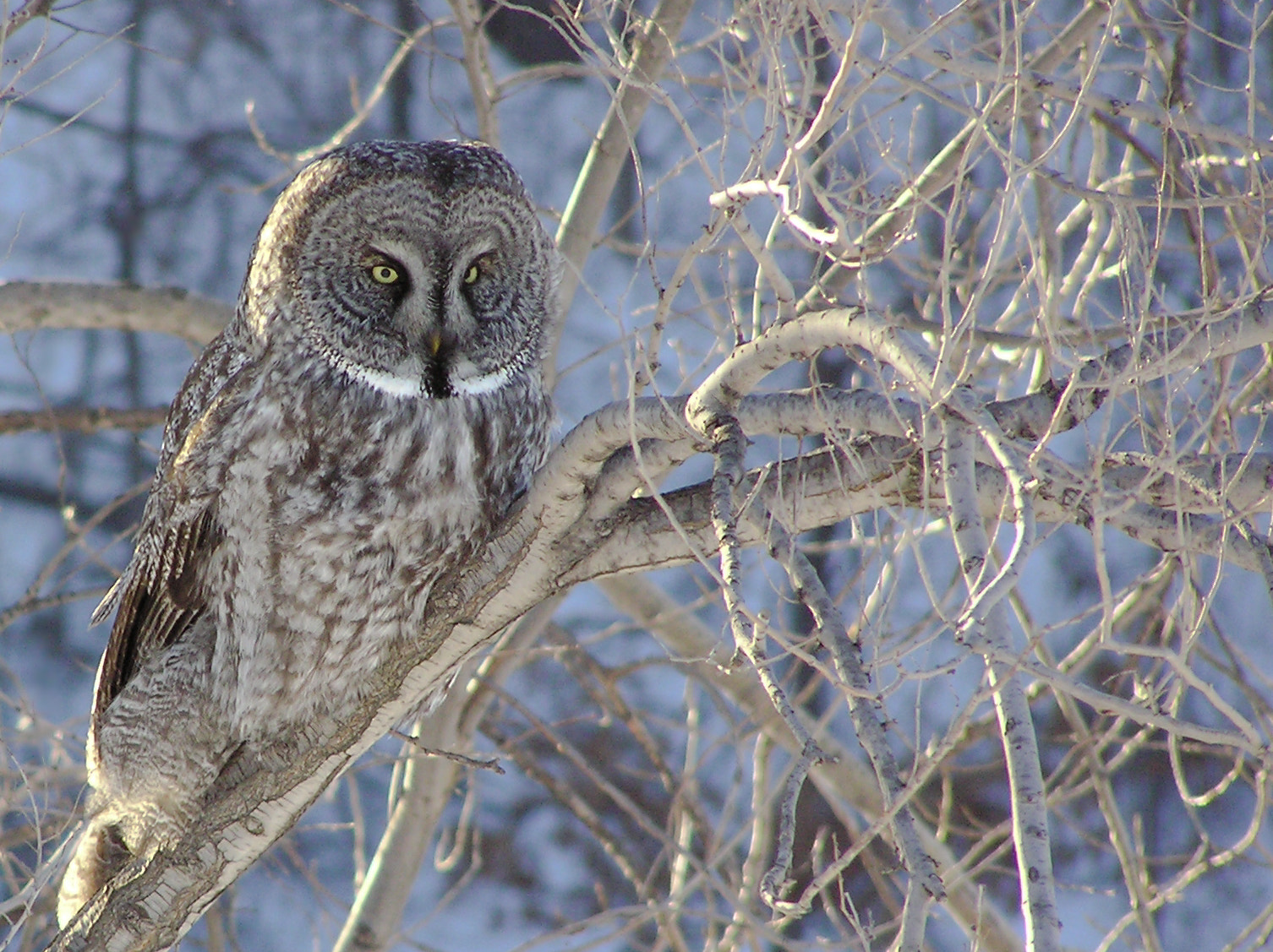 Olympus C750UZ sample photo. Great gray owl photography