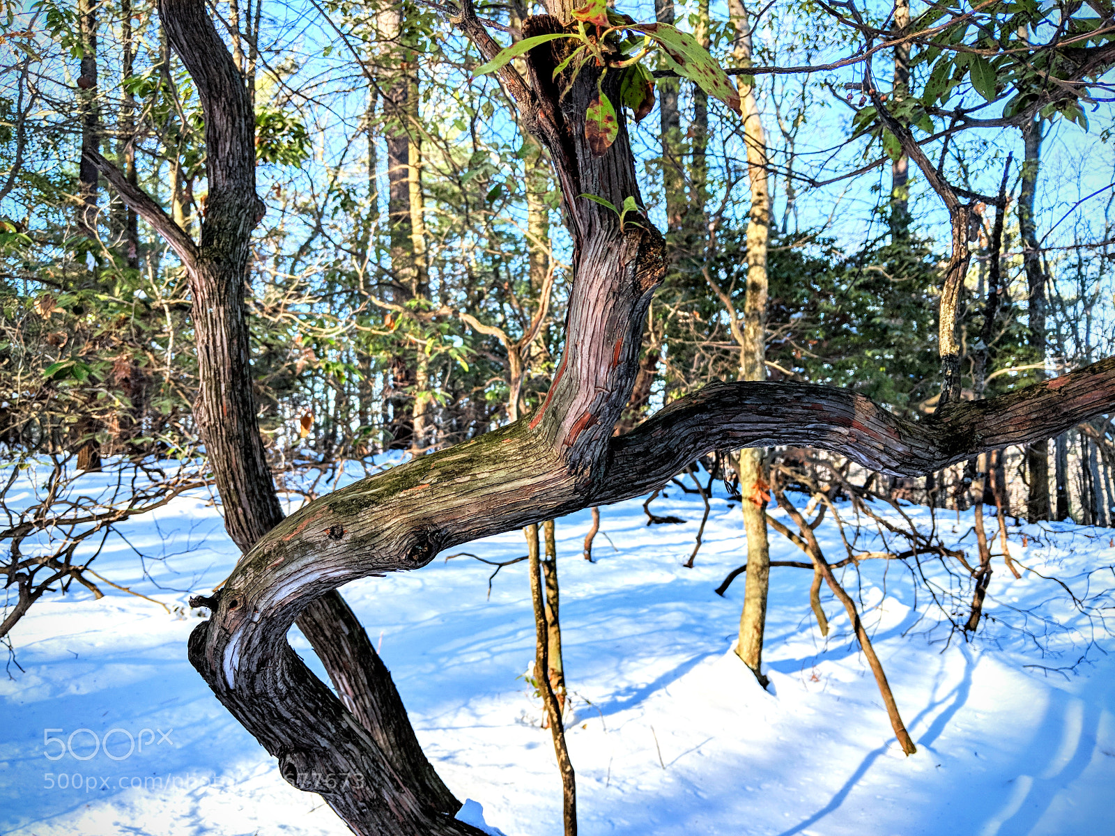 Google Pixel 2 sample photo. Winter branch photography