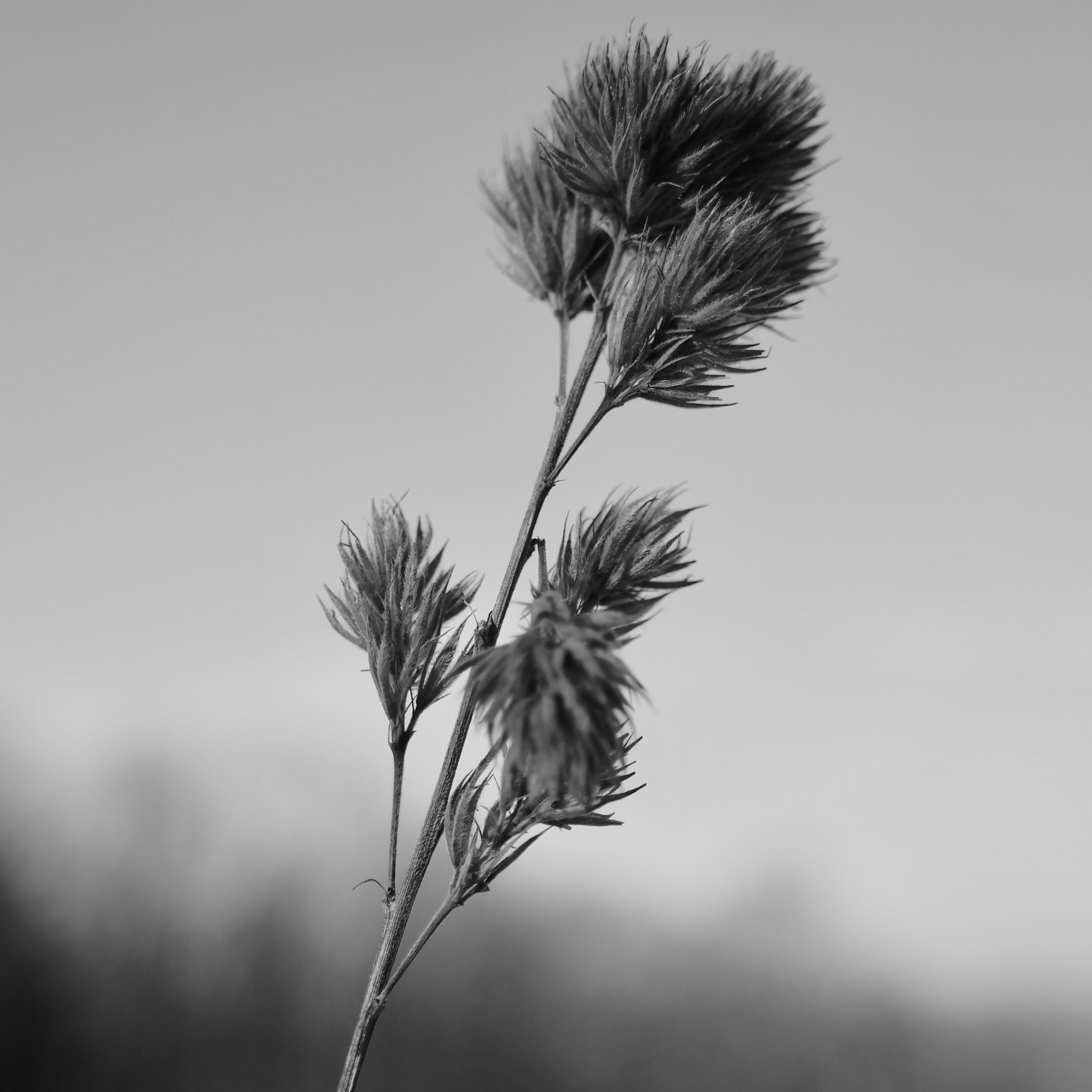 Samsung NX300M sample photo. Winter walk close-up photography