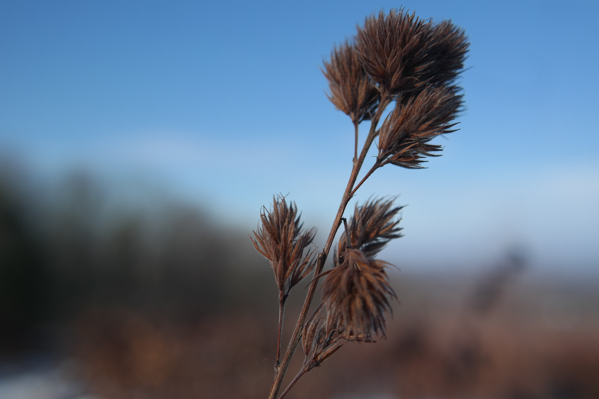 Samsung NX300M sample photo. Winter walk close-up photography