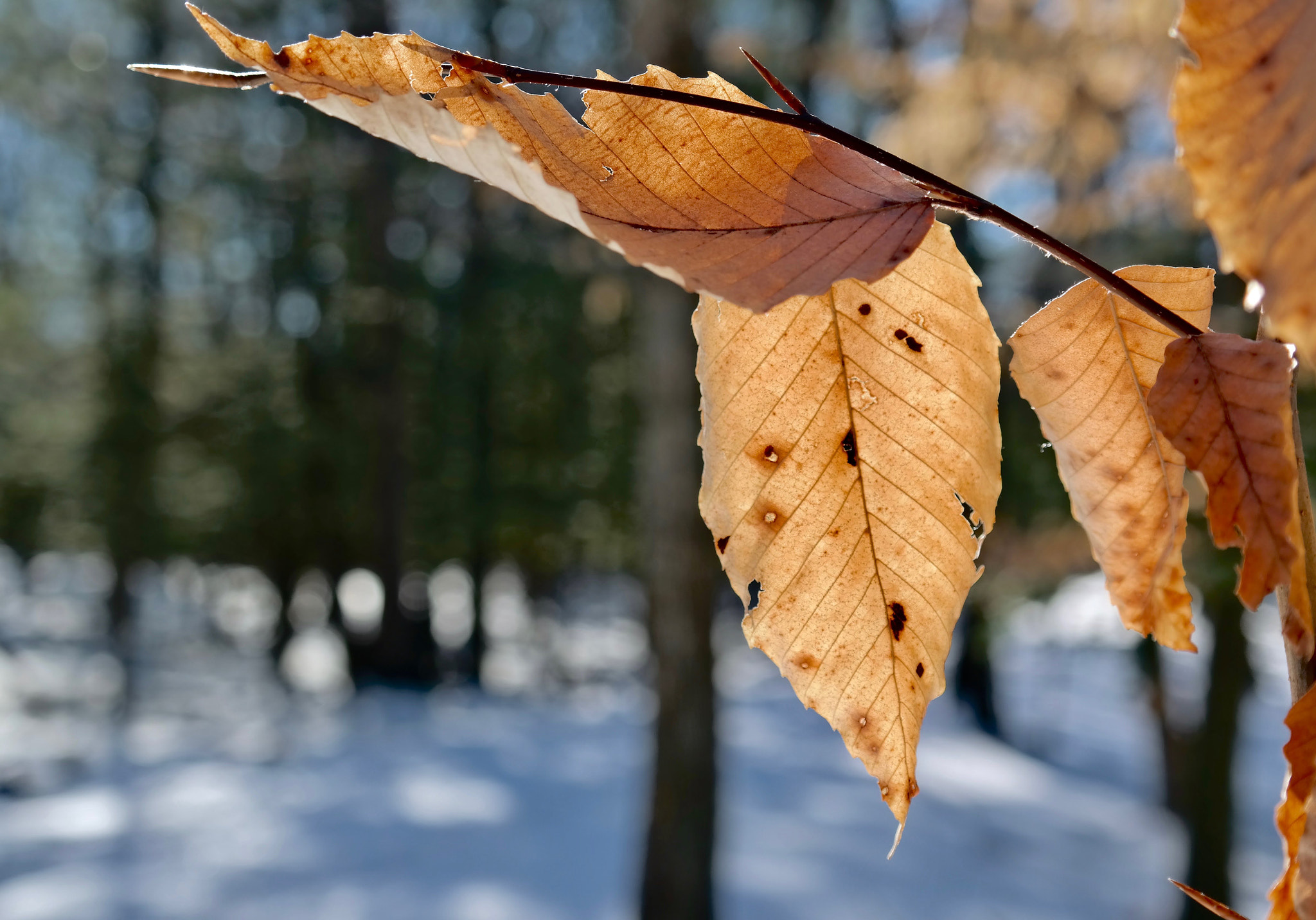 Samsung NX300M sample photo. Winter leaves photography