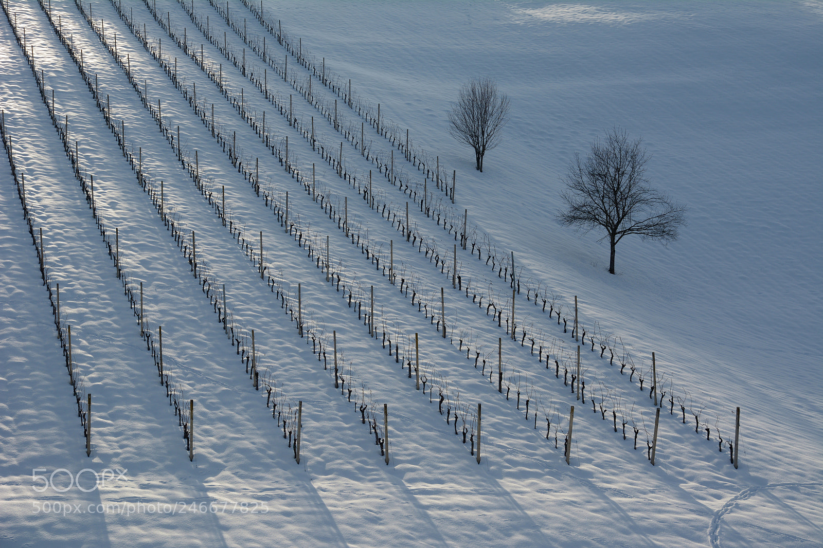 Nikon D7100 sample photo. The vineyards photography