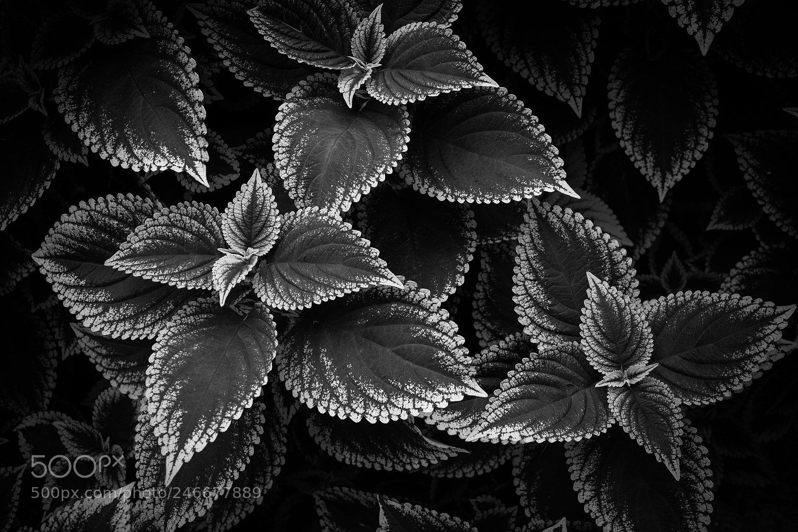 Sony SLT-A65 (SLT-A65V) sample photo. Monochrome photography