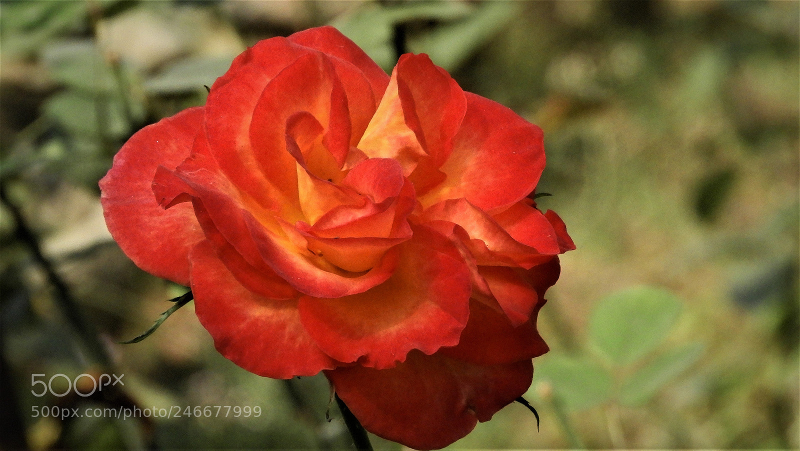 Nikon Coolpix B700 sample photo. Rose photography