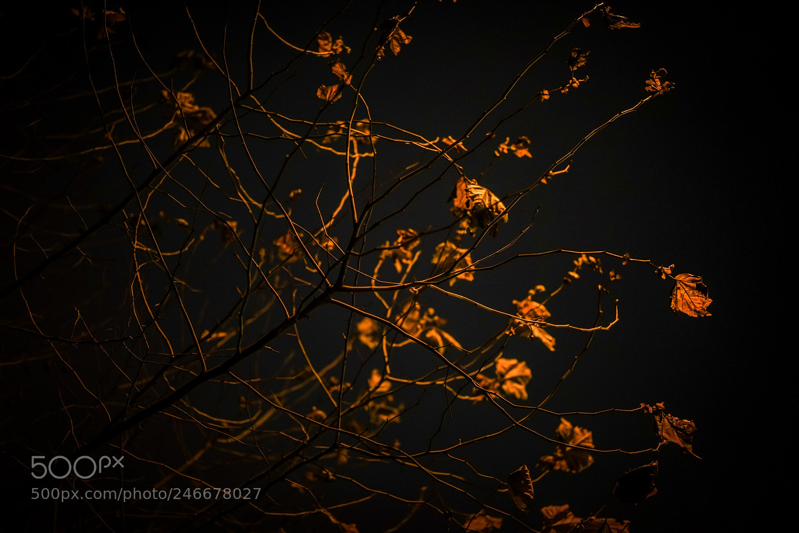 Sony a7R II sample photo. E photography