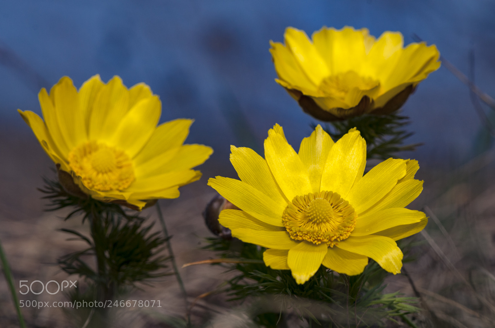 Nikon D300 sample photo. Yellows photography