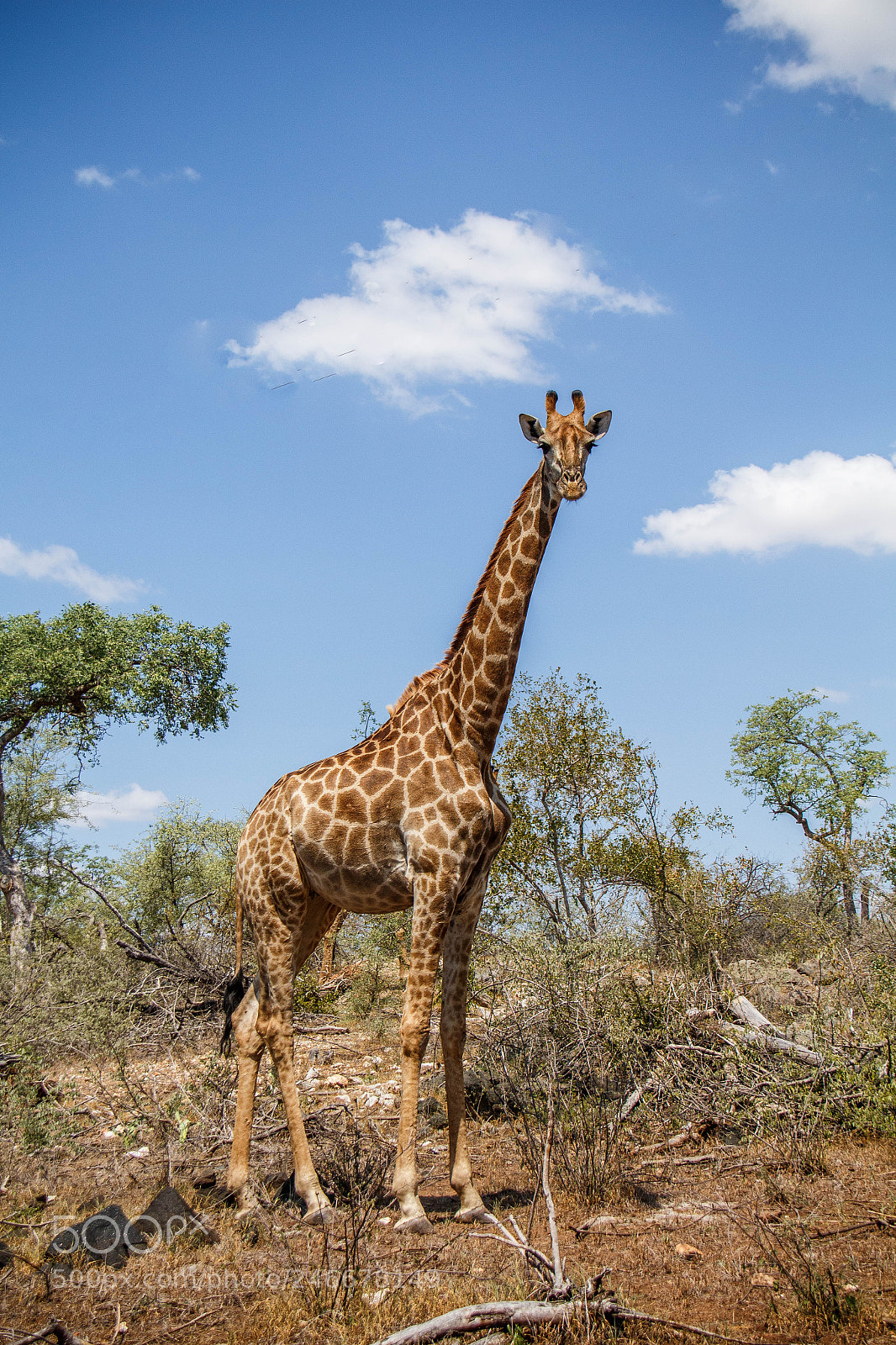 Canon EOS 700D (EOS Rebel T5i / EOS Kiss X7i) sample photo. Jirafa (giraffa camaleopardalis) photography