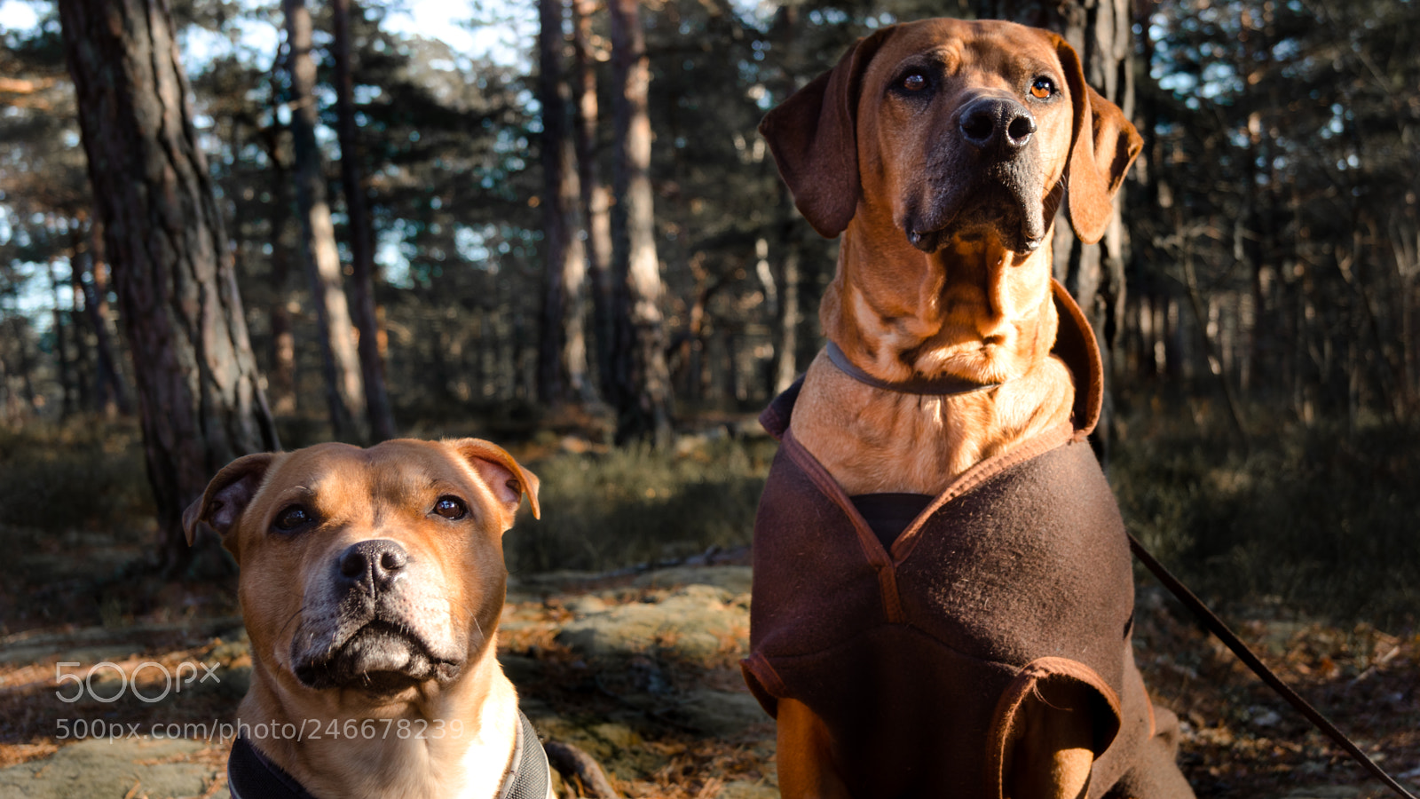 Sony SLT-A68 sample photo. Iconic duo photography