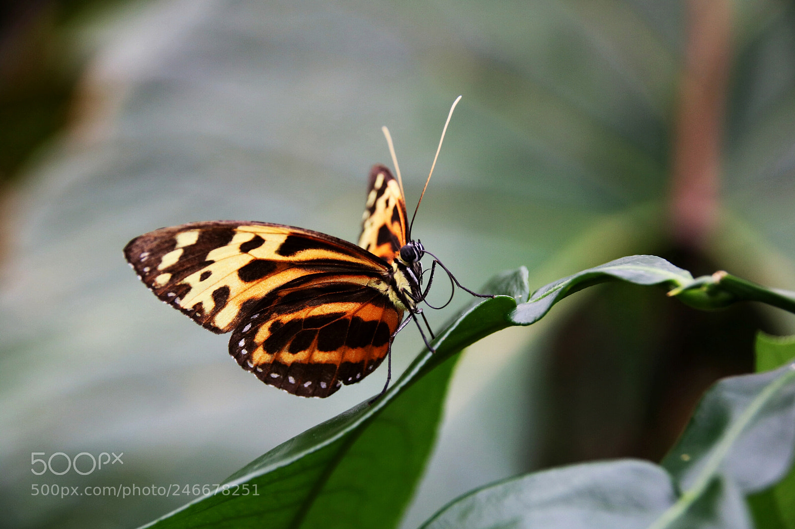 Canon EOS 750D (EOS Rebel T6i / EOS Kiss X8i) sample photo. Butterfly photography