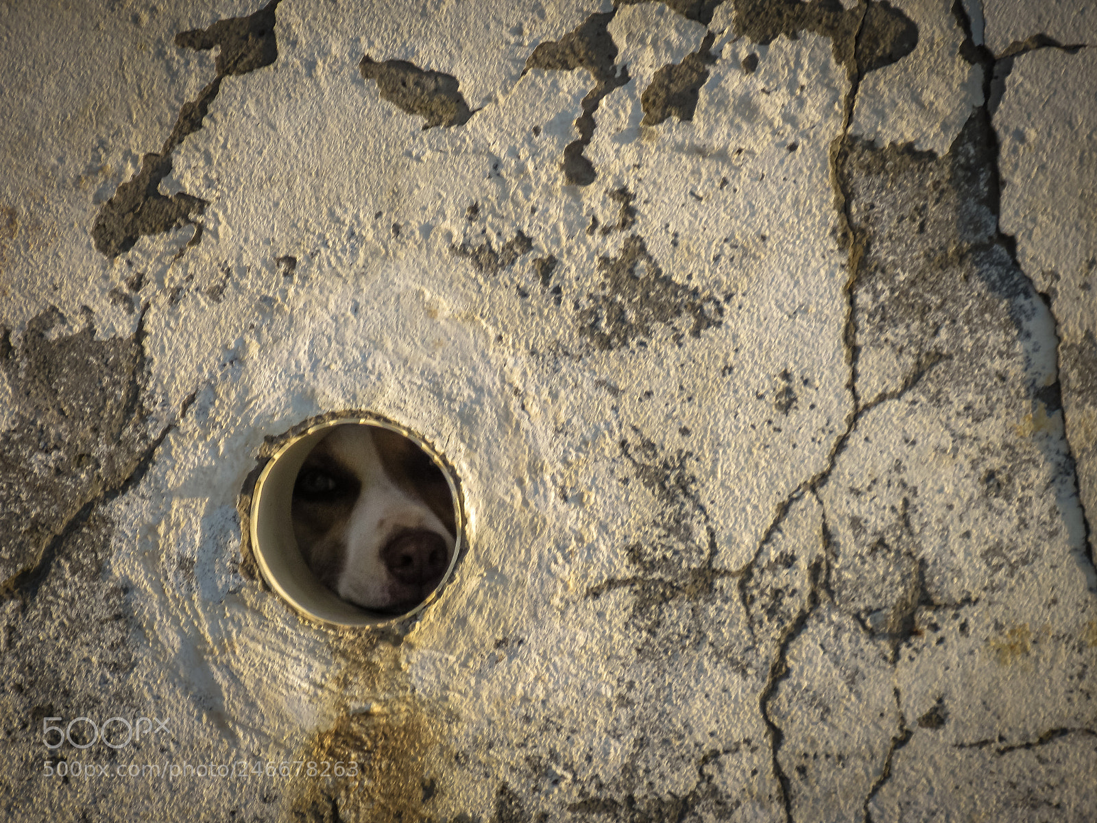 Canon PowerShot SX530 HS sample photo. Dog in the pipe photography