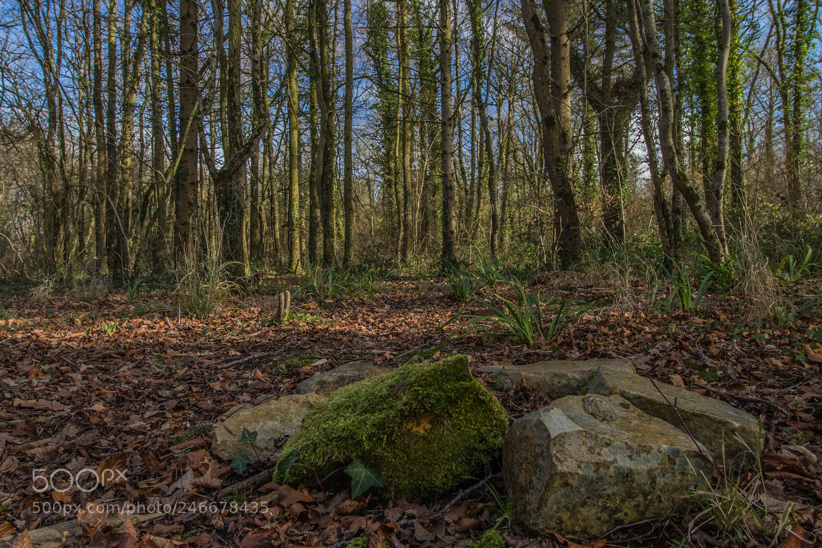 Canon EOS 7D Mark II sample photo. Untitled photography