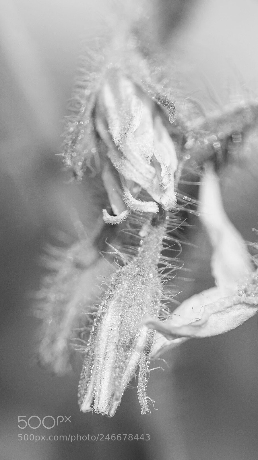 Nikon D500 sample photo. Flower in bnw photography