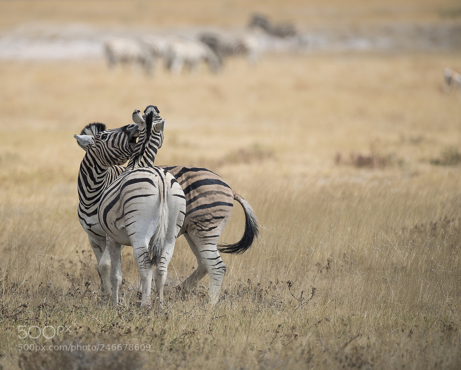 Nikon D5 sample photo. Fighting zebras photography