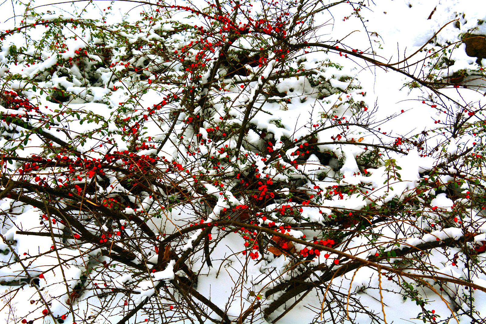 Nikon D5200 sample photo. Red & white photography