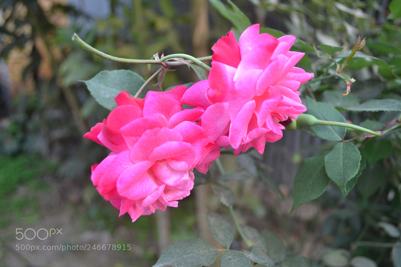 Nikon D3100 sample photo. Dsc photography