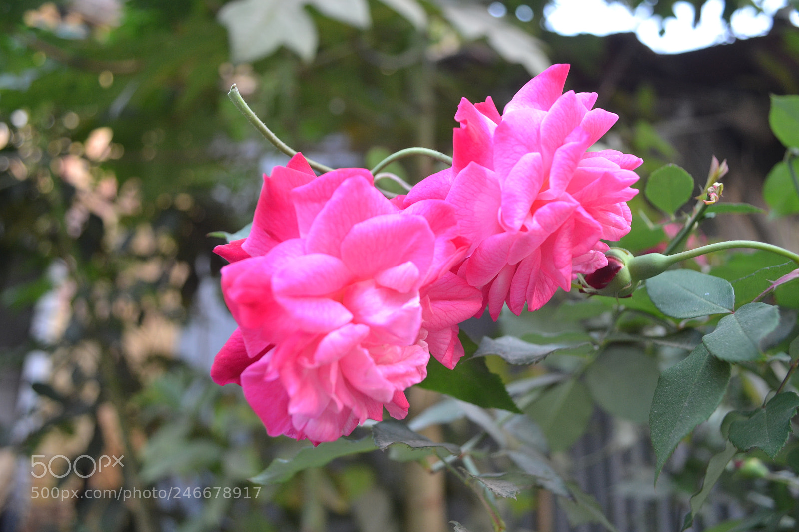 Nikon D3100 sample photo. Flower photography