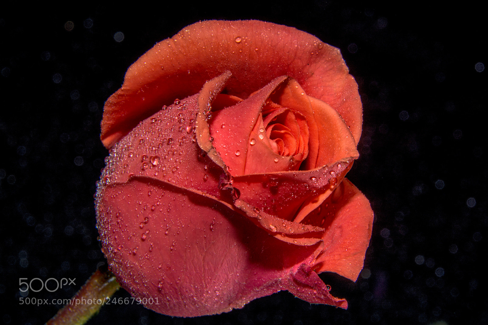 Nikon D7100 sample photo. Rose photography