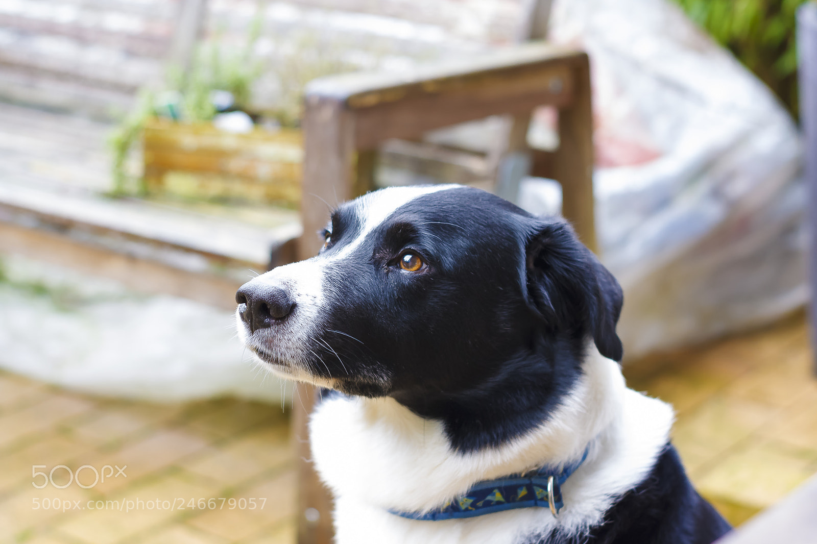 Canon EOS 1000D (EOS Digital Rebel XS / EOS Kiss F) sample photo. My dog waiting for photography
