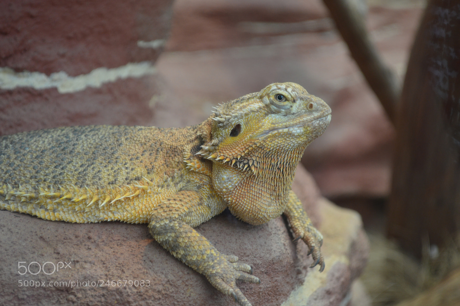 Nikon D3200 sample photo. Being watched in frankfurt photography