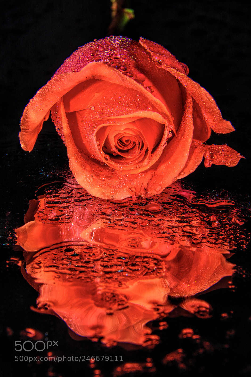 Nikon D7100 sample photo. Rose photography