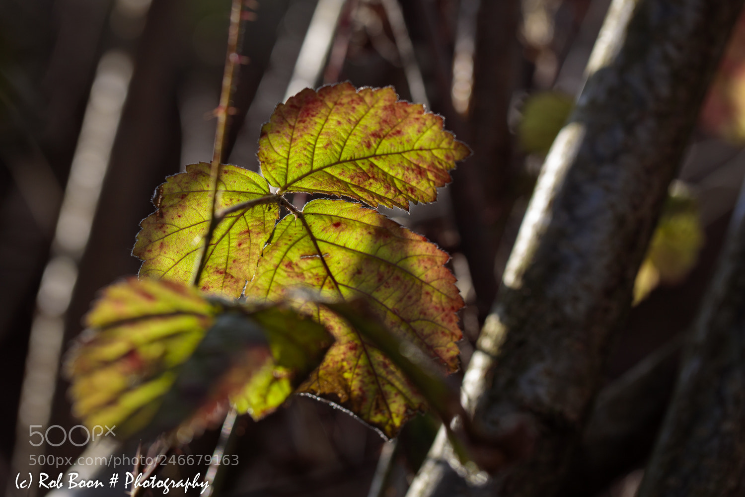 Canon EOS 5DS sample photo. Autumn colours 1 photography