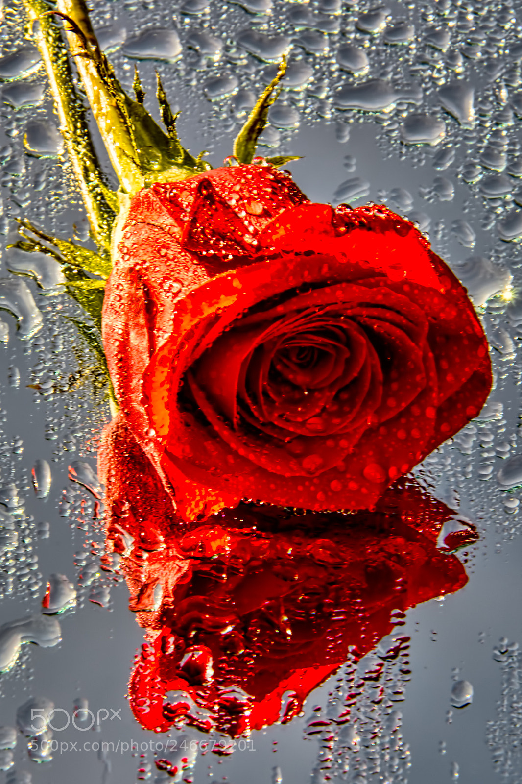 Nikon D7100 sample photo. Rose photography